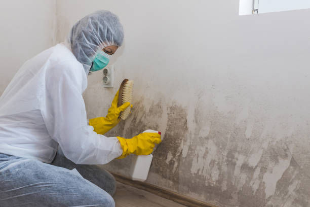 Best Biohazard Mold Removal  in Oak Forest, IL