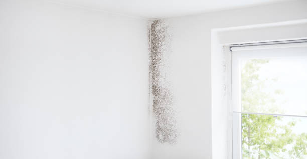 Best Black Mold Removal  in Oak Forest, IL