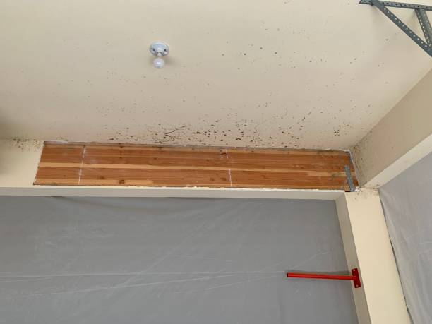 Best Comprehensive Air Testing for Mold Contaminants  in Oak Forest, IL